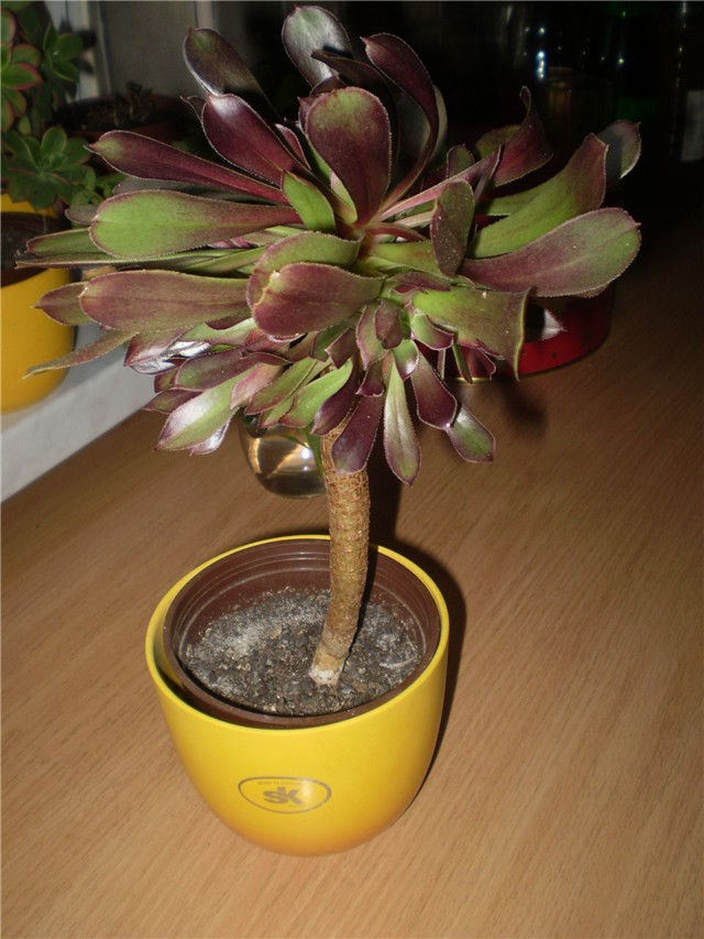 aeonium